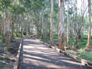 Nudgee Waterholes Boardwalk