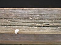 Timber handrail degragation